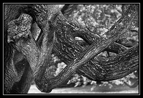 Rügen Baum 2_openWith_DxO.jpg