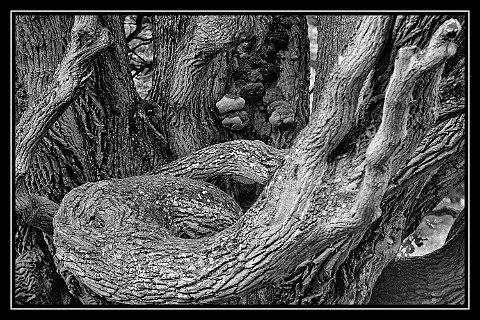 Rügen Baum11_DxO.jpg