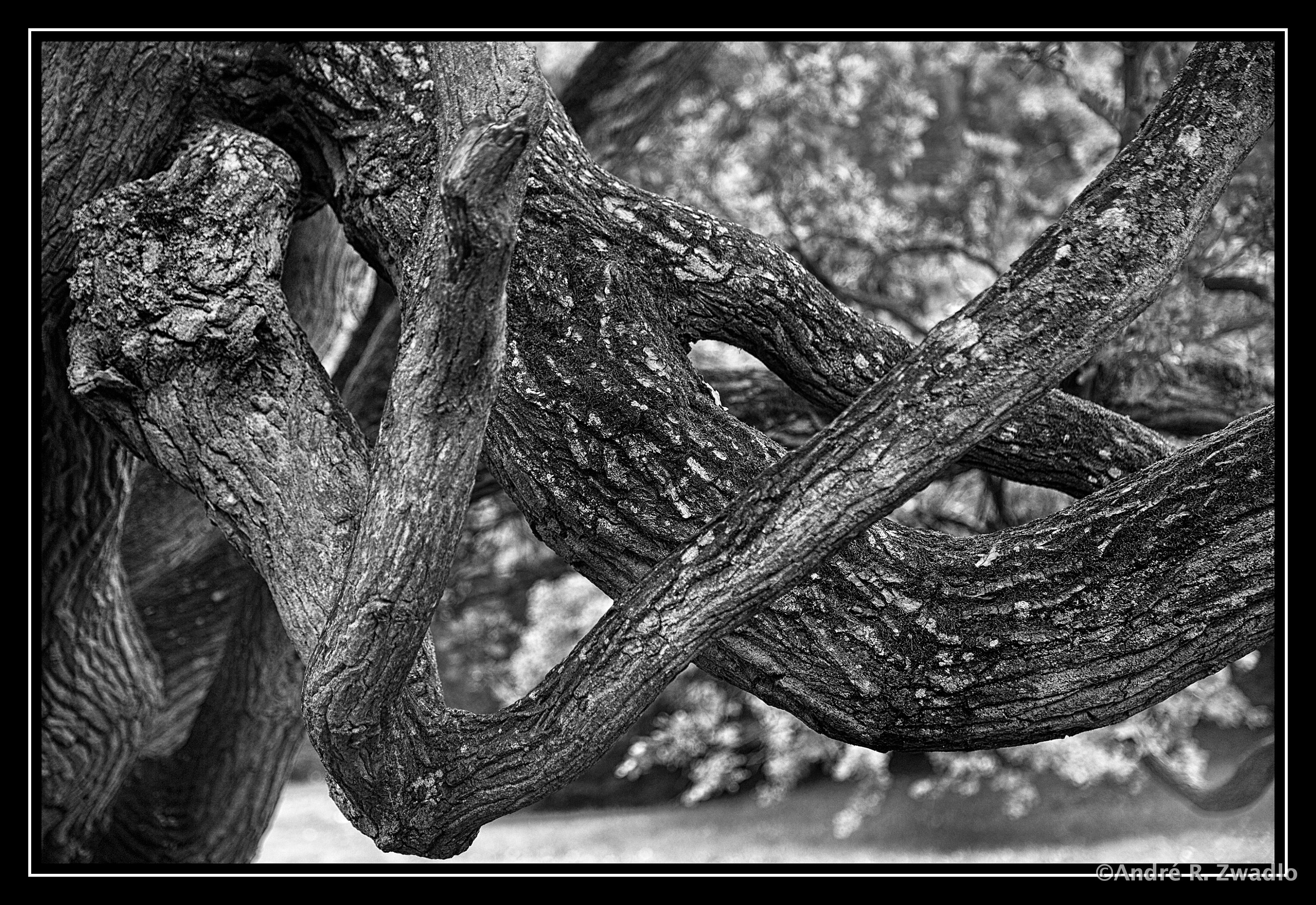 Rügen Baum 2 openWith DxO