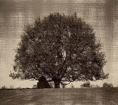 AW1A7704 : Baum_1