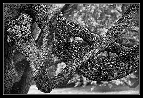 Rügen Baum 2 openWith DxO