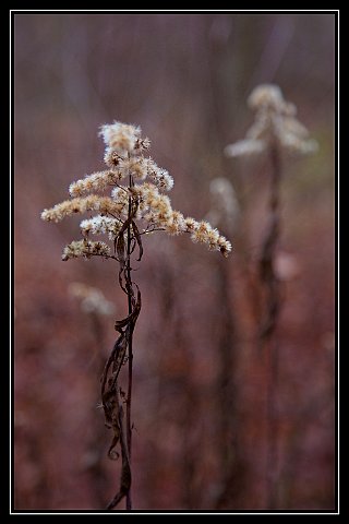 Gras