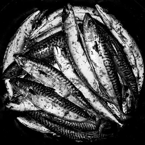 Fische
